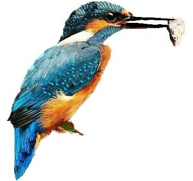 kingfisher-bird-background-pics-for-mobiles