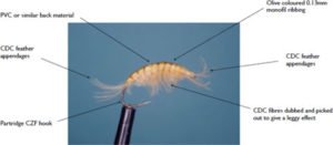 CDC-LIVING-SHRIMP
