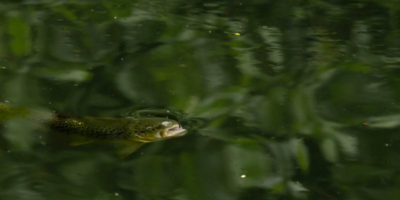 Fishing Report – 30th June 2016 – Cressbrook & Litton Flyfishers Club Ltd